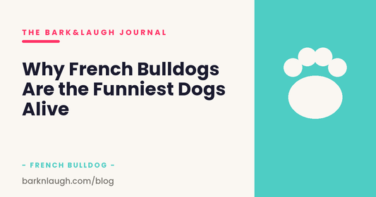Why French Bulldogs Are the Funniest Dogs Alive